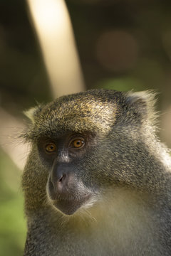Samango Monkey