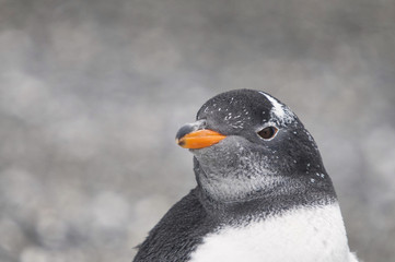 Naklejka premium Gentoo penguin (Pygoscelis papua) 