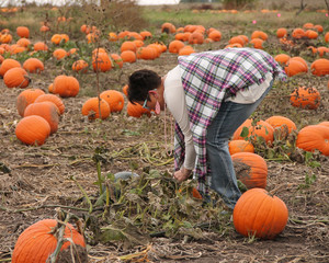 Woman bending over picking up pumpkin from pumpkin patch