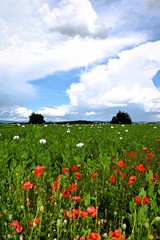 Obraz premium poppy field of red poppies
