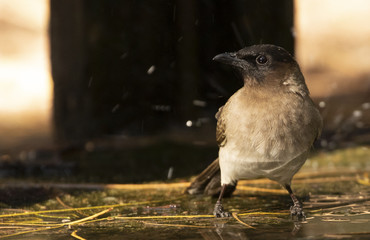 Bird in South Africa