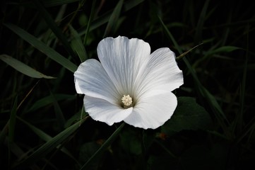 Vit Malva