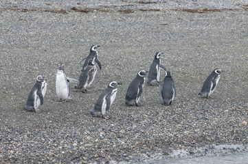 Maguellanic penguins (Spheriscus maguellanicus) at the Martillo Island penguine colony in Tierra del Fuego, Argentina.