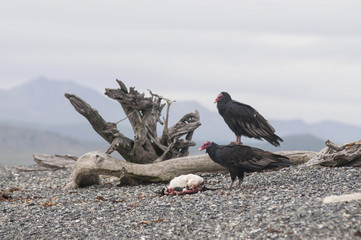 Turkey vulture (Cathartes aura) eating a dead penguin 