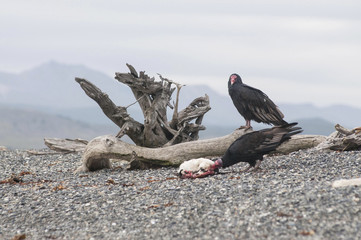 Turkey vulture (Cathartes aura) eating a dead penguin 