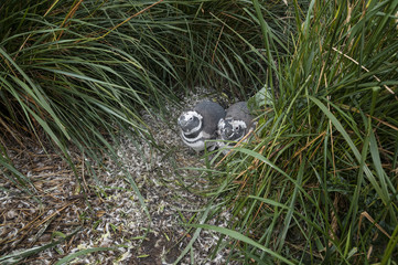 Maguellanic penguins (Spheriscus maguellanicus) at the Martillo Island penguine colony in Tierra del Fuego, Argentina.