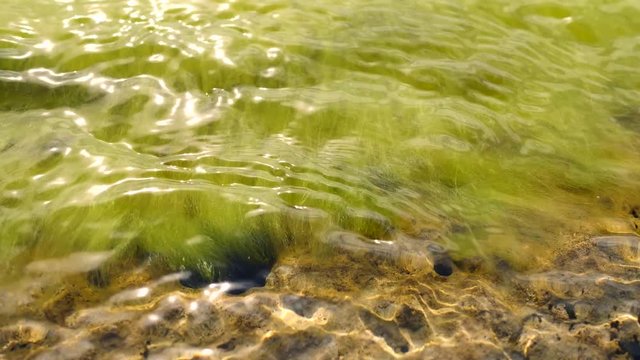 Algae move in the waves
