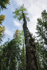 Fototapeta premium Birch