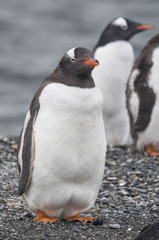 Gentoo penguin (Pygoscelis papua) at the Martillo Island penguin colony, Tierra del Fuego, Argentina.