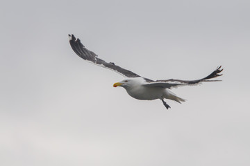 Flying kelp gull (Larus dominicanus)
