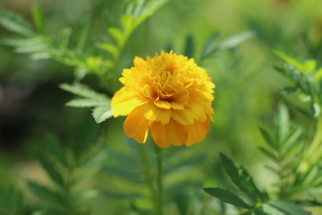 Tagets Aksamitka byczki