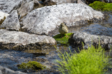 Fototapeta na wymiar American pitpit looking for food between rocks in a glacial stream