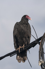 Turkey vulture (Cathartes aura)