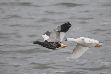 Fototapeta na wymiar Couple Kelp Geese on flight (Chloephaga hybrida)