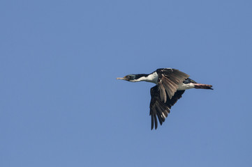 Obraz premium King Cormorant (Phalacrocorax albiventer) in flight