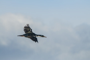 King Cormorant (Phalacrocorax albiventer) in flight