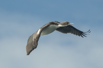 King Cormorant (Phalacrocorax albiventer) in flight