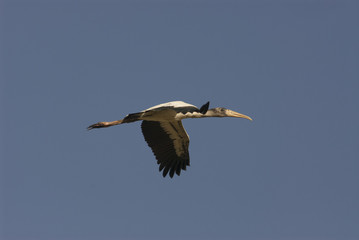 American Wood-Stork (Mycteria americana) in flight