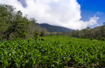 Fototapeta na wymiar A tobacco plantation with and active volcano in the background on the island of Ometepe, Nicaragua