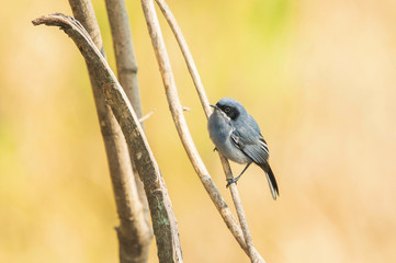 Masked Gnatcatcher (Poloptila dumicola)