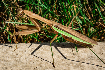 Praying Mantis