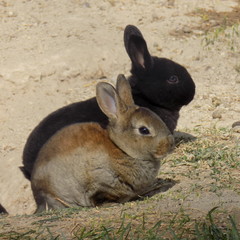 Bunnies