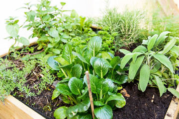 Kräutergarten Gartenkräute Kräuter