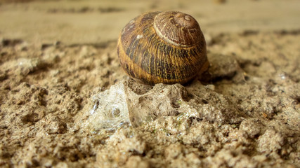 Snails in the backyard