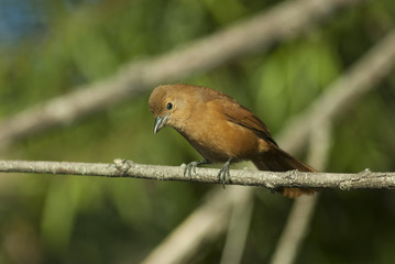 Female White-lined Tanager (Tachyphonus rufus)
