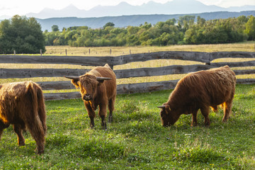 krowy na pastwisku © Grzej