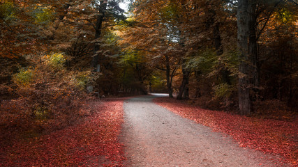 Autumn in forest