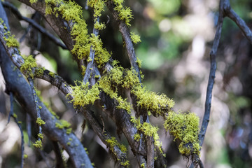 Closeup of moss growing on a tree branch in Banff national Park