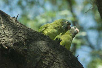 Pair of Blue-crowned Parakeets (Aratinga acuticaudata)