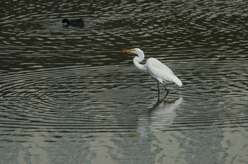 Great Egret (Egretta alba)