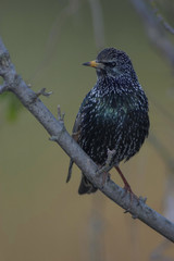 European Starling (Sturnus vulgaris), an exotic species recently introduced in Buenos Aires that is quickly expanding throughout the country