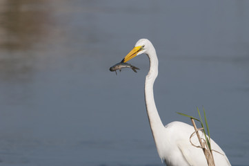 Fototapeta na wymiar Great Egret (Egretta alba)