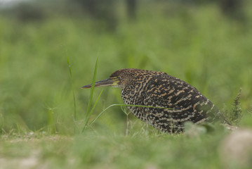 Rufescent Tiger-heron (Tigrisoma lineatum)