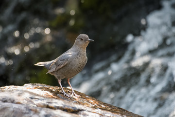 Common dipper on a rock in Banff National Park