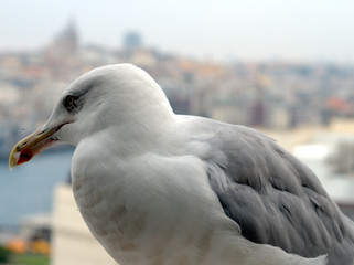 seagull on the beach