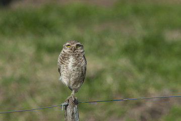 Burrowing owl (Athene cunicularia) perched on post in the countryside.