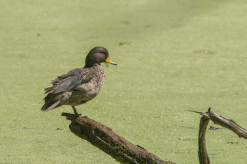 Fototapeta premium Specked Teal (Anas flavirostris)