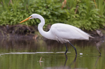 Great Egret (Egretta alba)