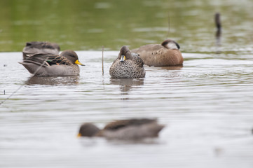 Specked Teal (Anas flavirostris)