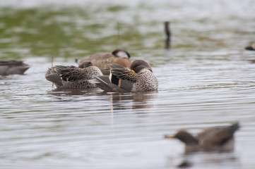 Specked Teal (Anas flavirostris)