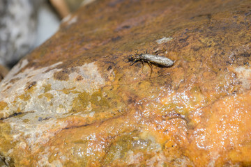 Water Insect on a rock in a stream in Banff national park