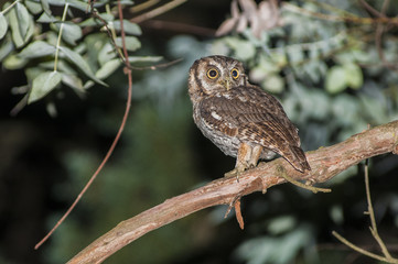 Tropical Screech Owl (Megascops choliba)