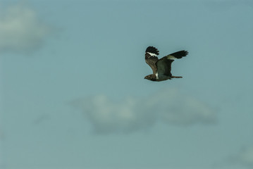 Nacunda nighthawk on flight (Podager nacunda)