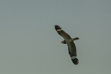 Nacunda nighthawk on flight (Podager nacunda)