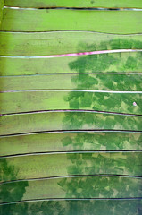 Grüne Wand aus Holzbrettern