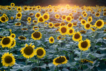 Field of sunflowers wide angle